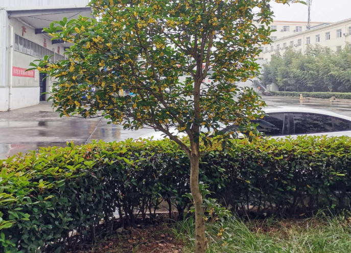 记一棵开花的树
